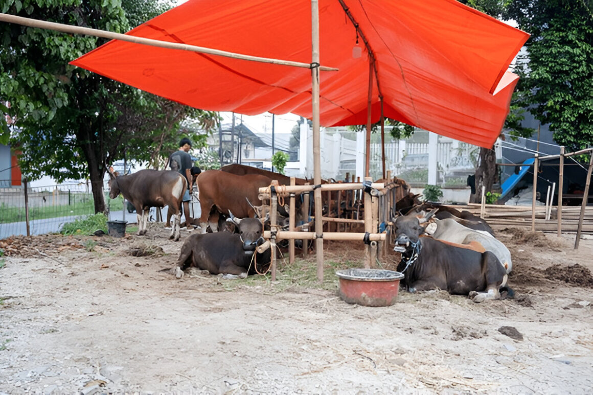 Eid-ul-Azha Economic Boost: Rural Trade in Pakistan Eid-ul-Azha Economic Boost: Farmers trading cattle in a bustling Pakistani livestock market