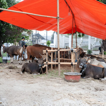 Eid-ul-Azha Economic Boost: Rural Trade in Pakistan Eid-ul-Azha Economic Boost: Farmers trading cattle in a bustling Pakistani livestock market