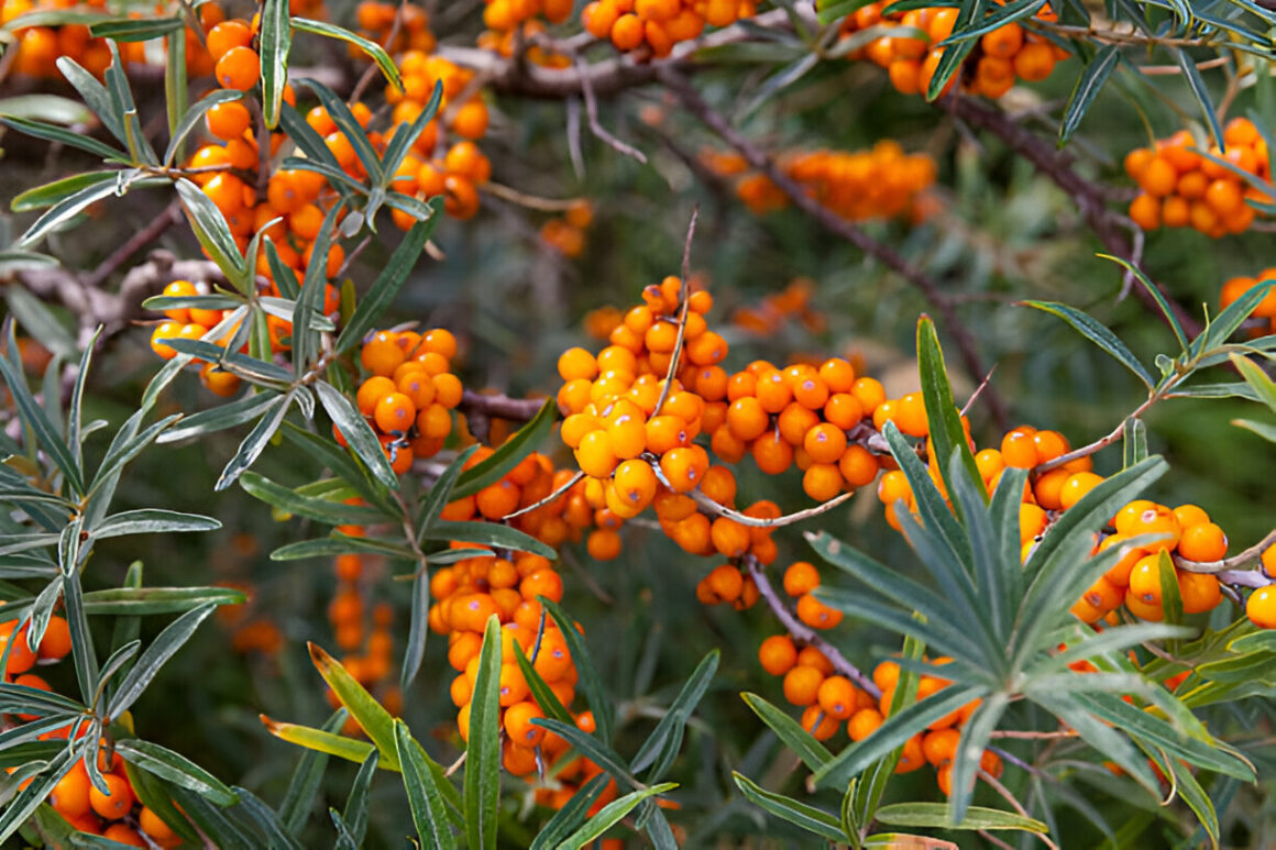 The Golden Treasure of Gilgit-Baltistan: Seabuckthorn Berries in the Wild Close-up of vibrant orange seabuckthorn berries growing on thorny branches in Gilgit-Baltistan's rugged terrain, showcasing Pakistan's underutilized superfruit