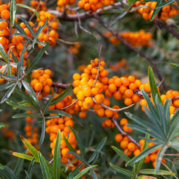 The Golden Treasure of Gilgit-Baltistan: Seabuckthorn Berries in the Wild Close-up of vibrant orange seabuckthorn berries growing on thorny branches in Gilgit-Baltistan's rugged terrain, showcasing Pakistan's underutilized superfruit